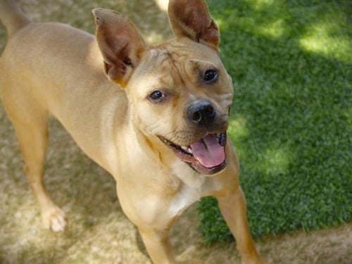 HAILEY - American Pit Bull Terrier available for adoption