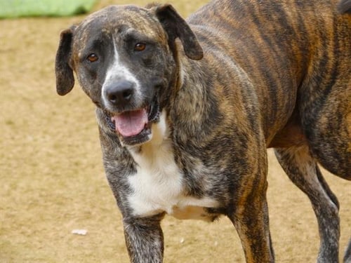 NALA - Mastiff available for adoption
