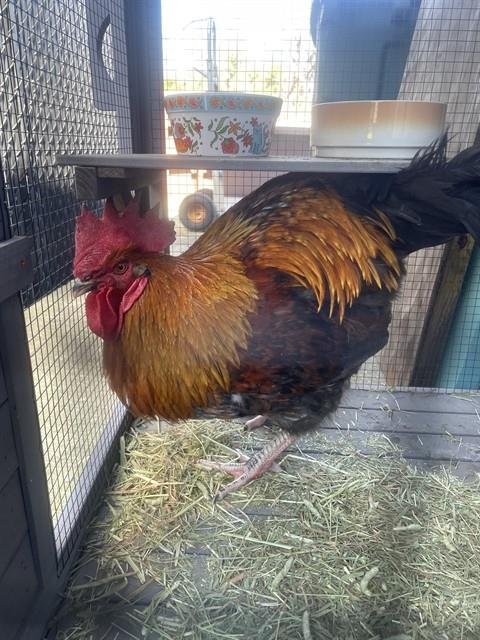 BREWSTER - Leghorn available for adoption