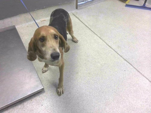 RUEGER - English Foxhound available for adoption
