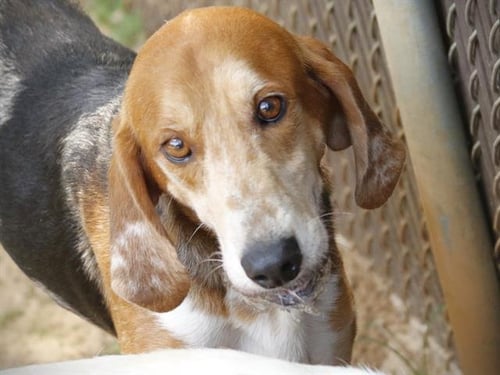 RUEGER - English Foxhound available for adoption