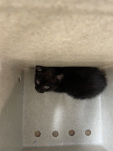 WHOOPSIE DAISY - Domestic Short Hair available for adoption