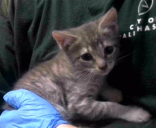 CLOTHO - Domestic Short Hair available for adoption