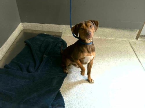 KODAK - Beagle available for adoption