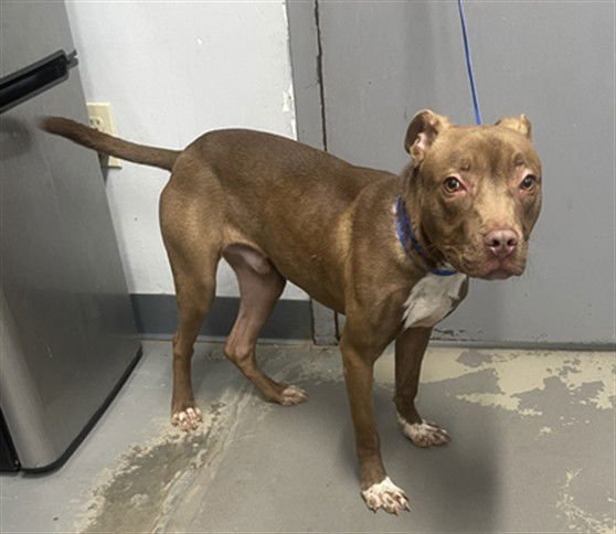 TITO - American Pit Bull Terrier available for adoption