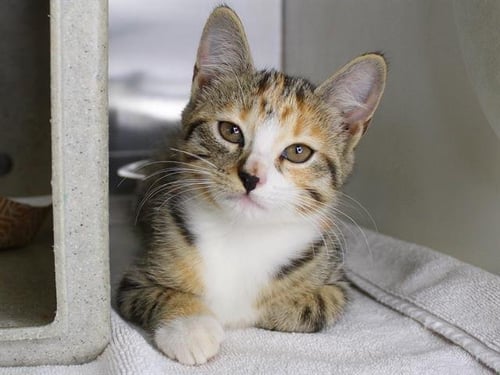 BABY GIRL - Domestic Medium Hair available for adoption