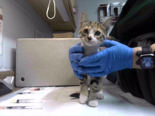 BABY GIRL - Domestic Medium Hair available for adoption