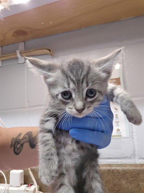 DOROTHY - Domestic Short Hair available for adoption