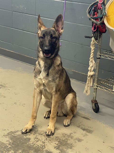 CHEECH - German Shepherd Dog available for adoption