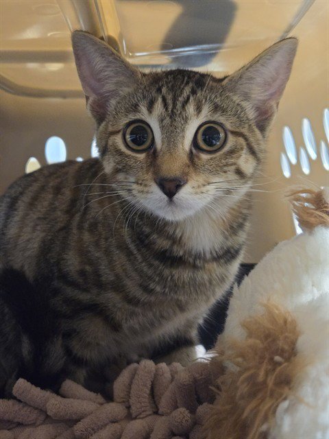 AVATAR - Domestic Short Hair available for adoption