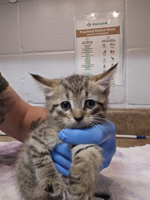 MULAN - Domestic Short Hair available for adoption