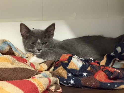 JALAPENO-BARN - Domestic Short Hair for adoption in Tallahassee