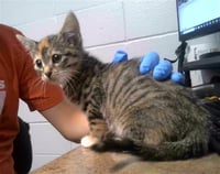 CHEDDAR - Photo 1