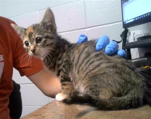 CHEDDAR - Domestic Short Hair available for adoption