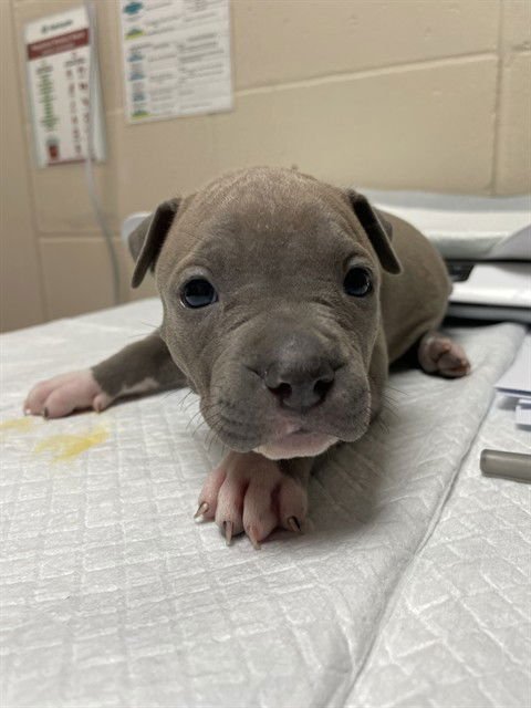 APRIL - Chinese Shar-Pei available for adoption