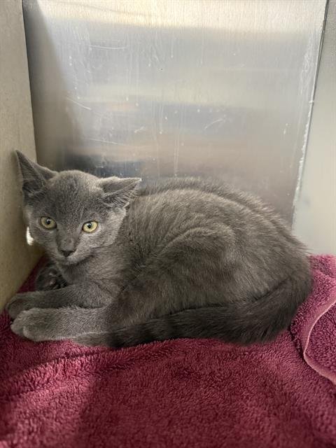 JACK - Domestic Short Hair available for adoption