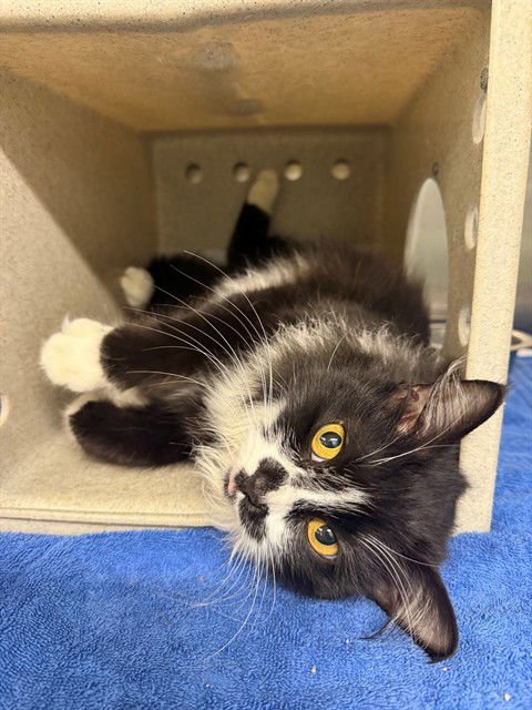 CANNOLI - Domestic Long Hair available for adoption