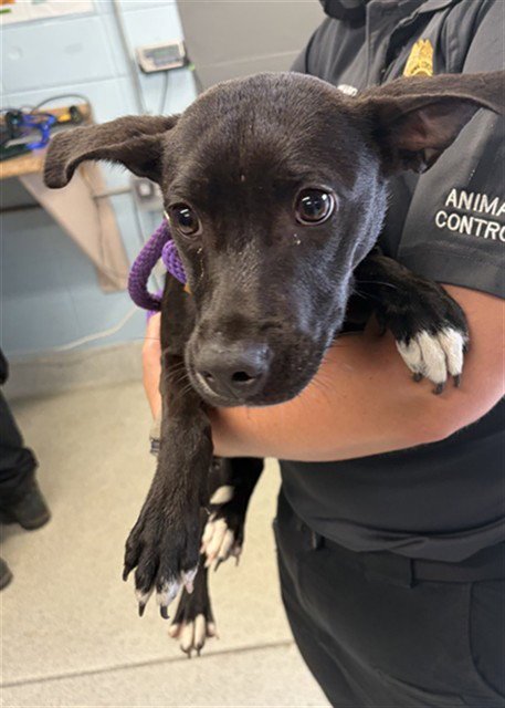 MACKENZIE - American Pit Bull Terrier available for adoption