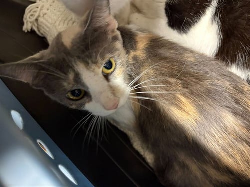 KIERA - Domestic Short Hair available for adoption