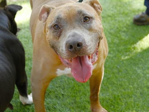 MAGNUM - American Staffordshire Terrier available for adoption