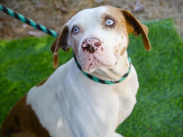 GEORGIA - Catahoula Leopard Dog available for adoption