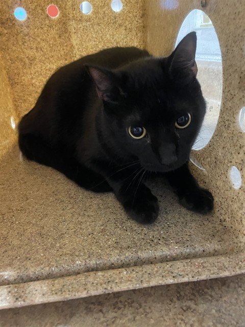 BRUCE - Domestic Short Hair available for adoption