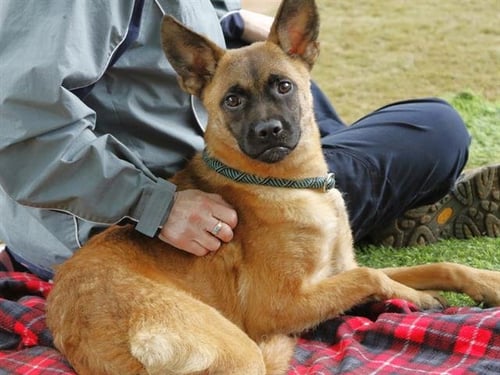 MIKASA - Belgian Shepherd Malinois available for adoption