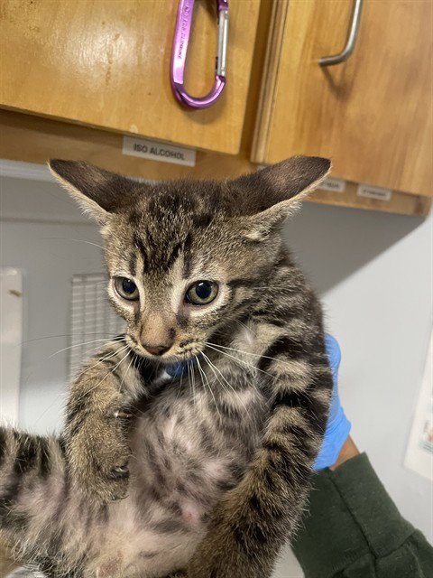 BRUCE - Domestic Short Hair available for adoption