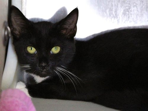 PEPPER - Domestic Short Hair available for adoption