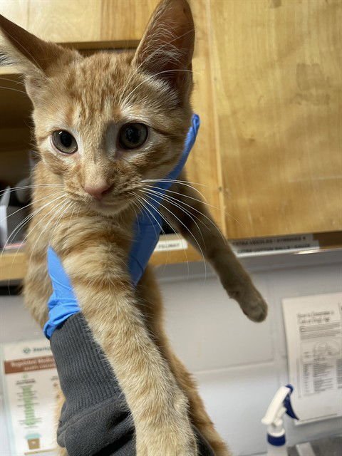 MILK - Domestic Short Hair available for adoption