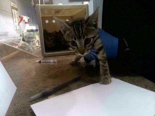 CANDLE - Domestic Short Hair available for adoption