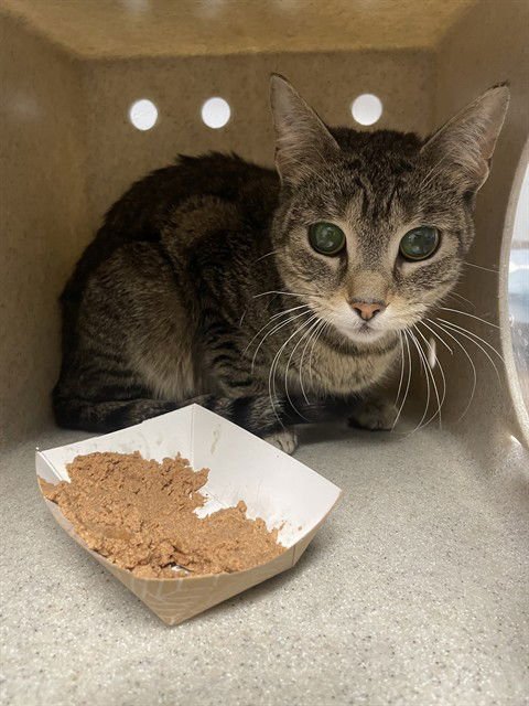 REBECCA - Domestic Short Hair available for adoption