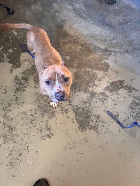 SQUIGGLE - American Staffordshire Terrier available for adoption