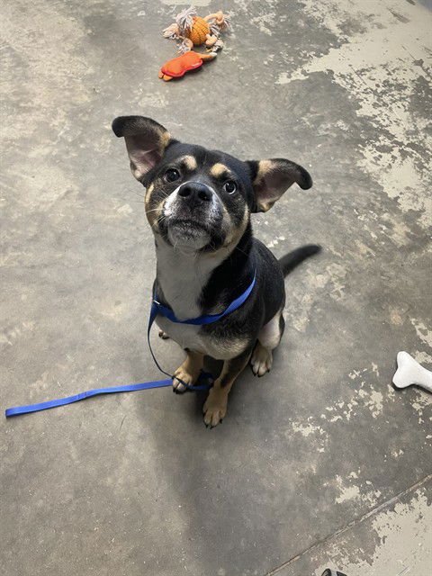 SIR RICO - Australian Kelpie / Catahoula Leopard Dog available for adoption