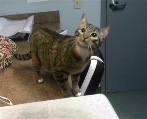 NOVA - Domestic Short Hair available for adoption