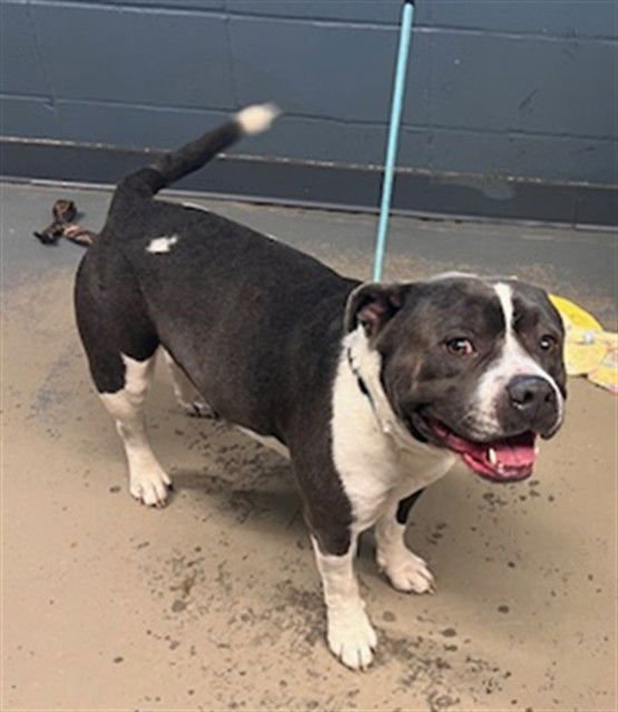 BUDDY - American Staffordshire Terrier available for adoption