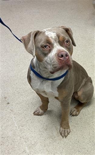 CHANELLE - American Bulldog available for adoption