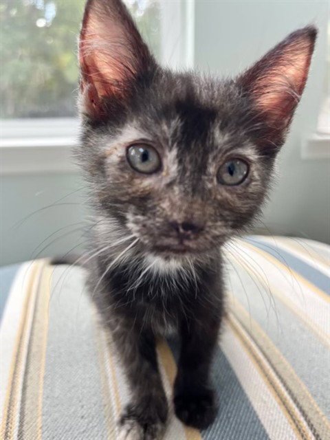 EFFIE Image