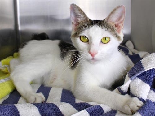 DAISY - Domestic Short Hair available for adoption