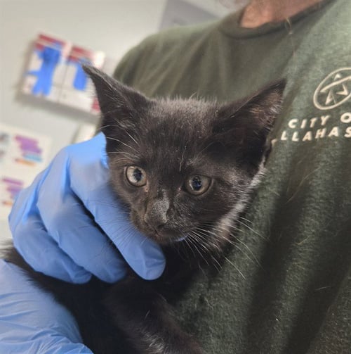 CARA - Domestic Short Hair available for adoption