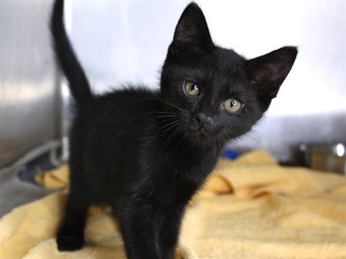 CARA - Domestic Short Hair available for adoption