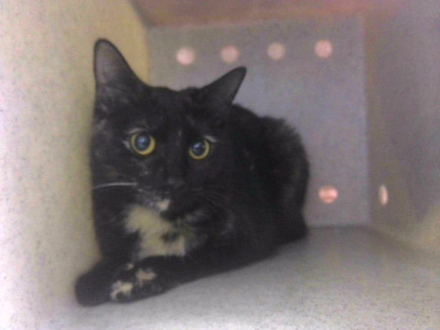 KITTY KITTY - Domestic Short Hair available for adoption