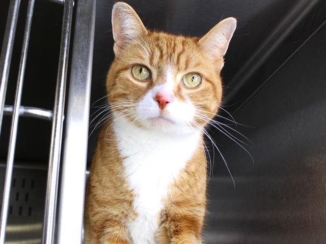 NILO - Domestic Short Hair available for adoption