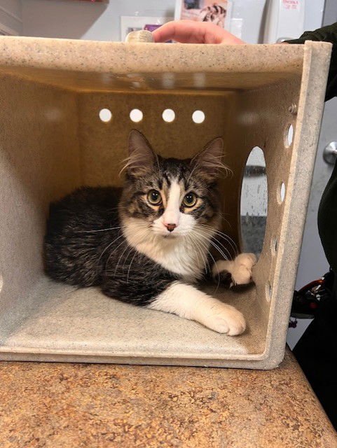 SCOUT - Domestic Long Hair available for adoption