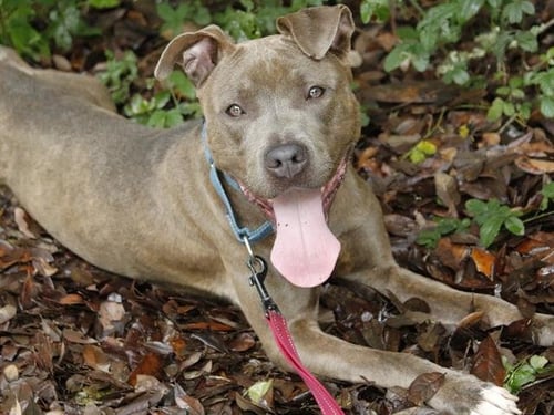 BERLIN - American Staffordshire Terrier available for adoption