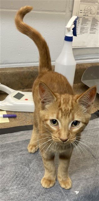 CHARLOTTE - Domestic Short Hair available for adoption