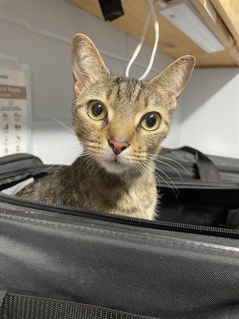 ZUZU - Domestic Short Hair available for adoption