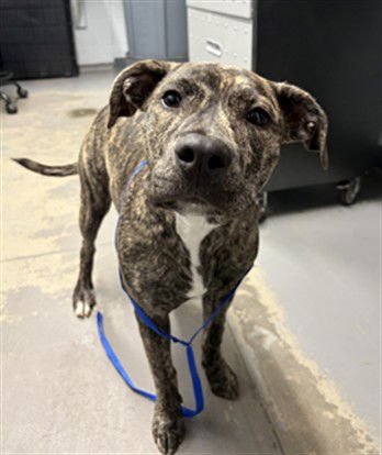 PHOENIX - Plott Hound / Catahoula Leopard Dog available for adoption