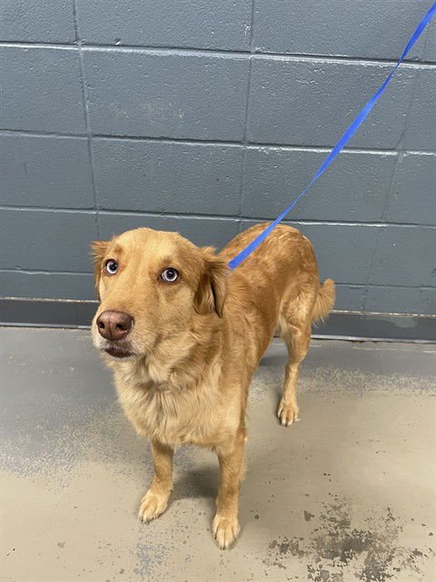 MIRA - Australian Shepherd available for adoption