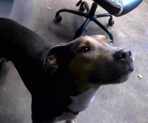 BUBBY - American Staffordshire Terrier available for adoption